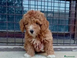 Caniche Toy perros Caniche - Anuncio 4