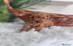 Caniche Toy perros en venta: CANICHE TOY MACHO - Imagen 3