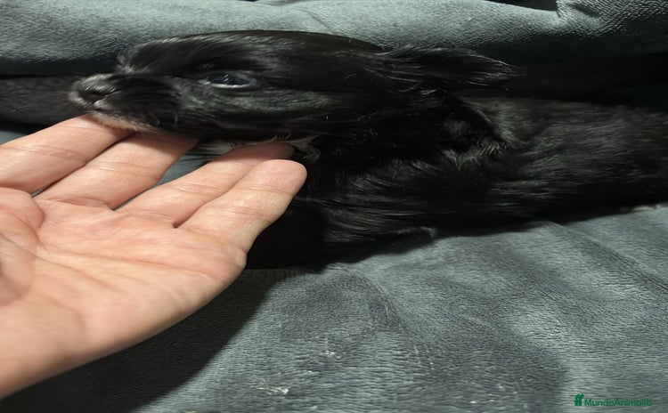 Chihuahua perros Chihuahua toy rusos pelo largo  - Anuncio 2