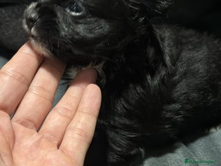 Chihuahua perros Chihuahua toy rusos pelo largo - Anuncio 6