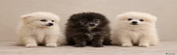 Pomerania perros en venta: Cachorros de pomerania en Alicante - Anuncio 4