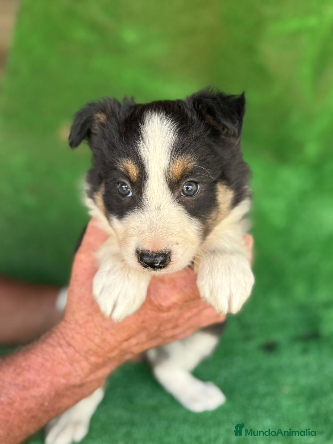 Border Collie perros en venta: Border collie  - Imagen 11