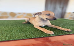 Pequeño Lebrel Italiano perros en venta: Galgo italiano piccolo - Imagen 4