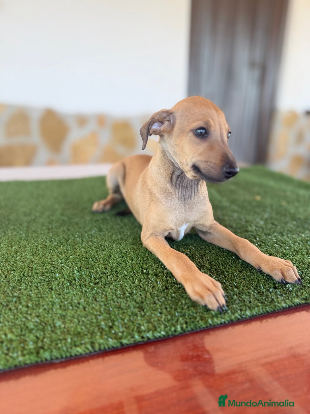 Pequeño Lebrel Italiano perros en venta: Galgo italiano piccolo - Imagen 4