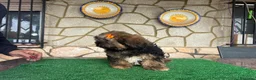 Shih Tzu perros en venta: Machitos - Anuncio 4