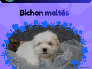 Bichón Maltés perros Bichón maltés enanos auténticos 🎀 - Anuncio 3