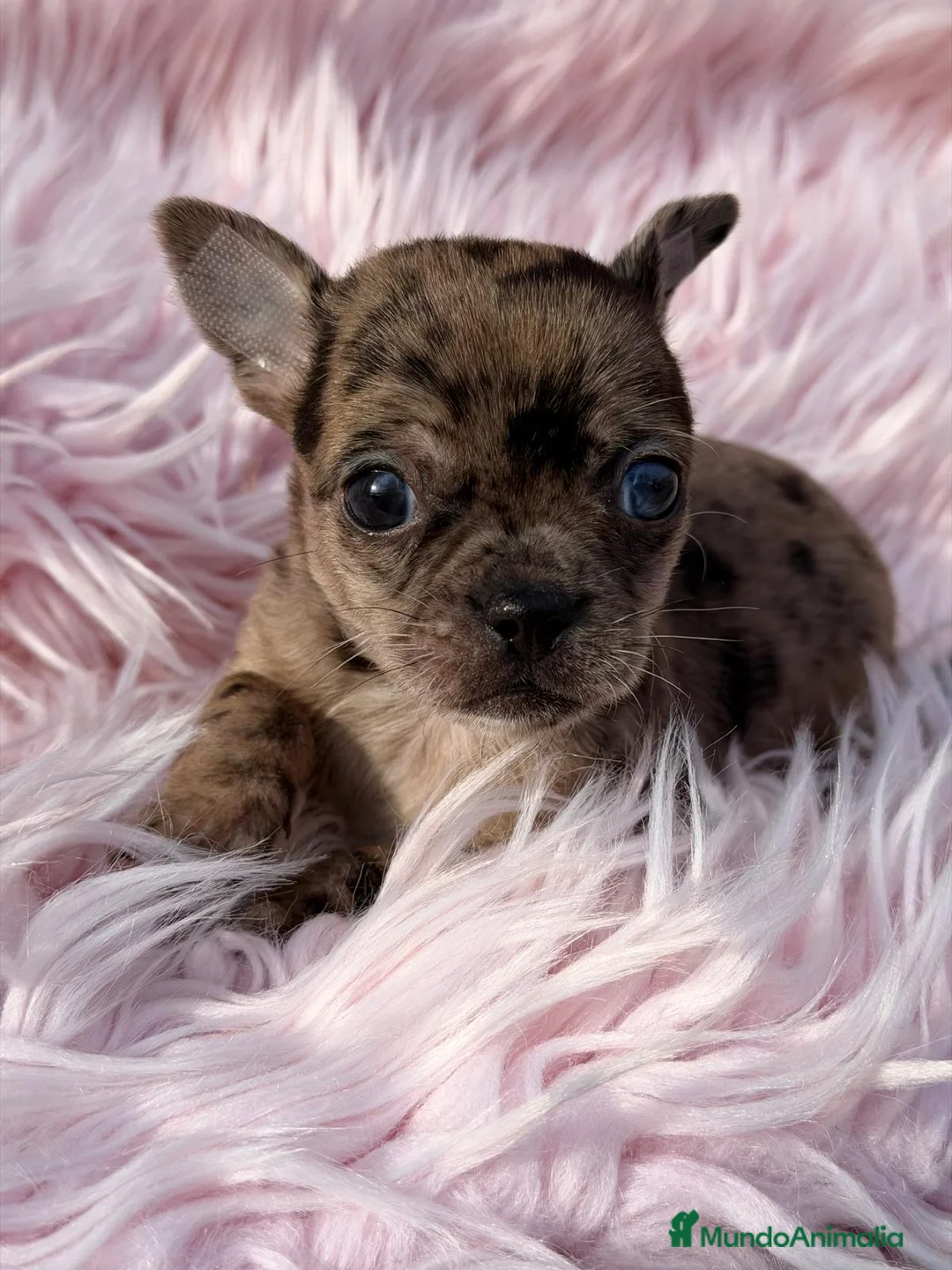 Chihuahua perros en venta: CHIHUAHUA MERLÉ  - Anuncio 2