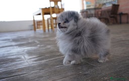 Pomerania perros en venta: 🌌 Prodigy – Pomerania Merlé en miniatura 🐾 - Imagen 5