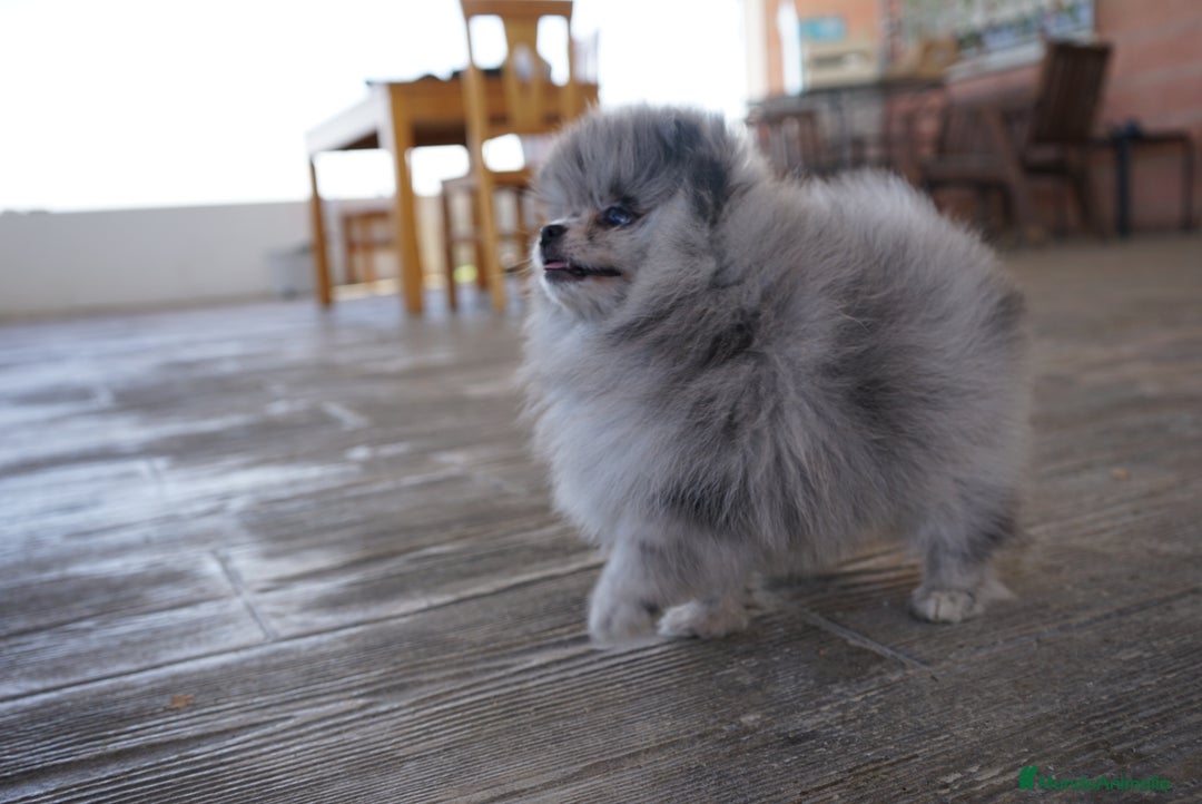 Pomerania perros en venta: 🌌 Prodigy – Pomerania Merlé en miniatura 🐾 - Imagen 5