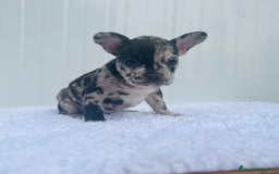 Bulldog Francés perros en venta: Cachorrita de Bulldog francés Merle blue  - Imagen 5