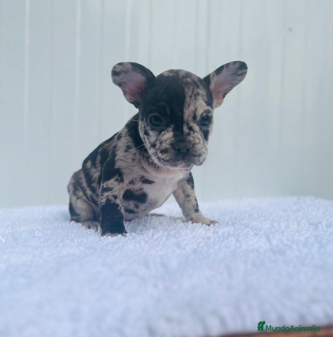 Bulldog Francés perros en venta: Cachorrita de Bulldog francés Merle blue  - Imagen 5