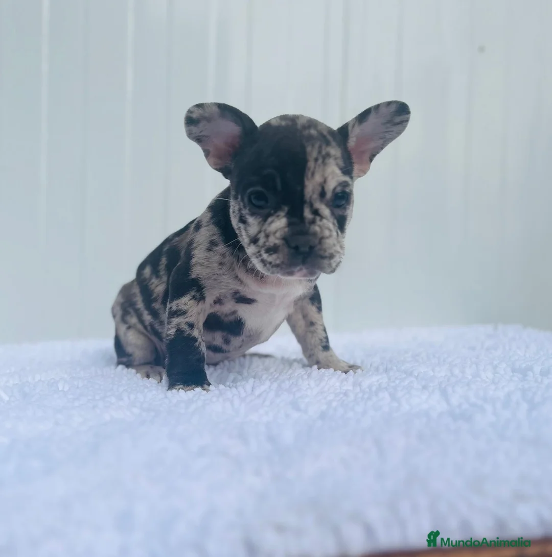 Bulldog Francés perros en venta: Cachorrita de Bulldog francés Merle blue  - Anuncio 5