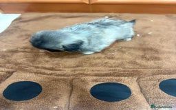 Shih Tzu perros en venta: Shih tzu macho  - Imagen 6