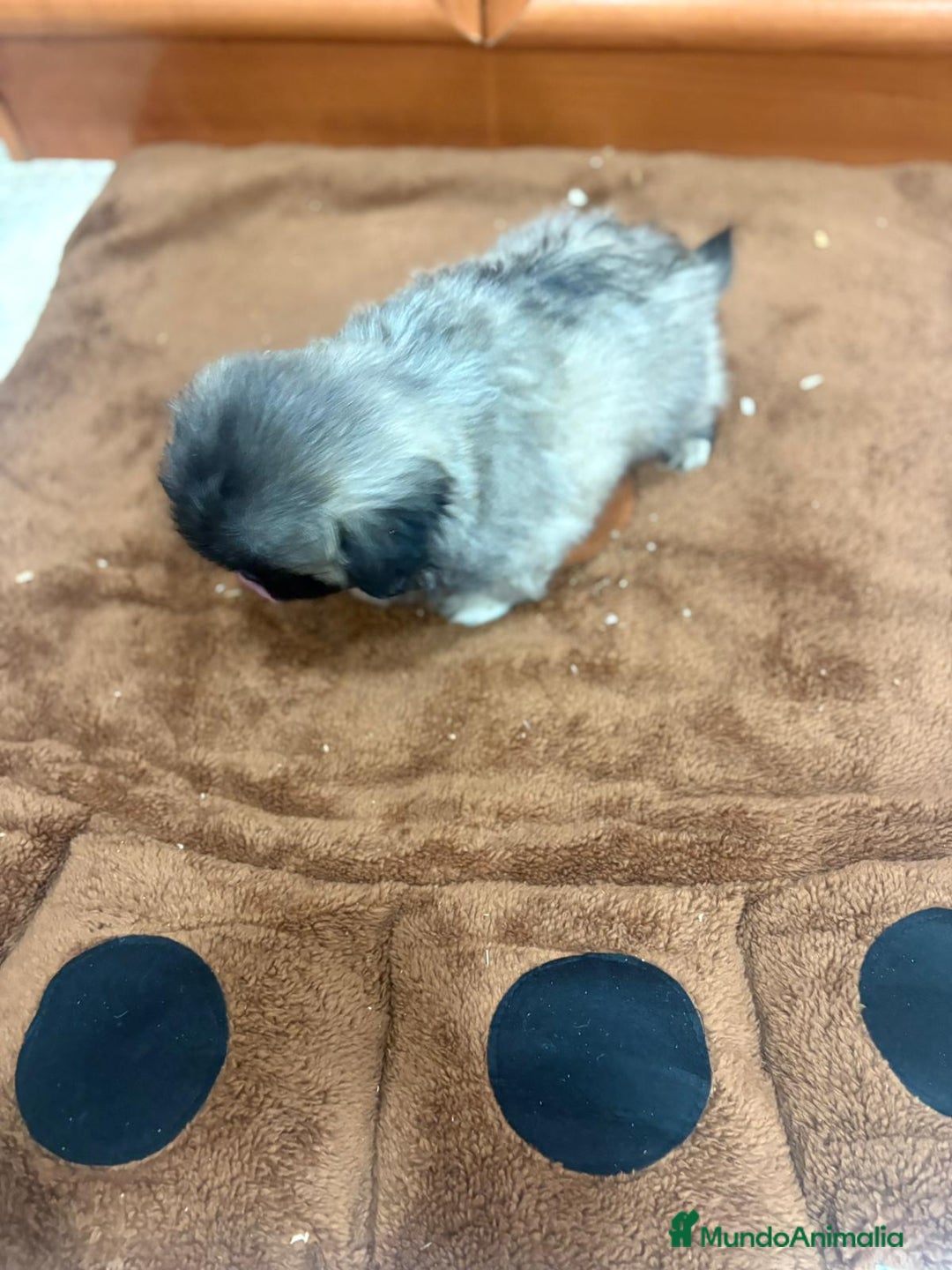 Shih Tzu perros en venta: Shih tzu macho  - Imagen 6