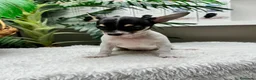 Chihuahua perros en venta: 🐾 CHIHUAHUA HEMBRA 🐾 - Anuncio 3