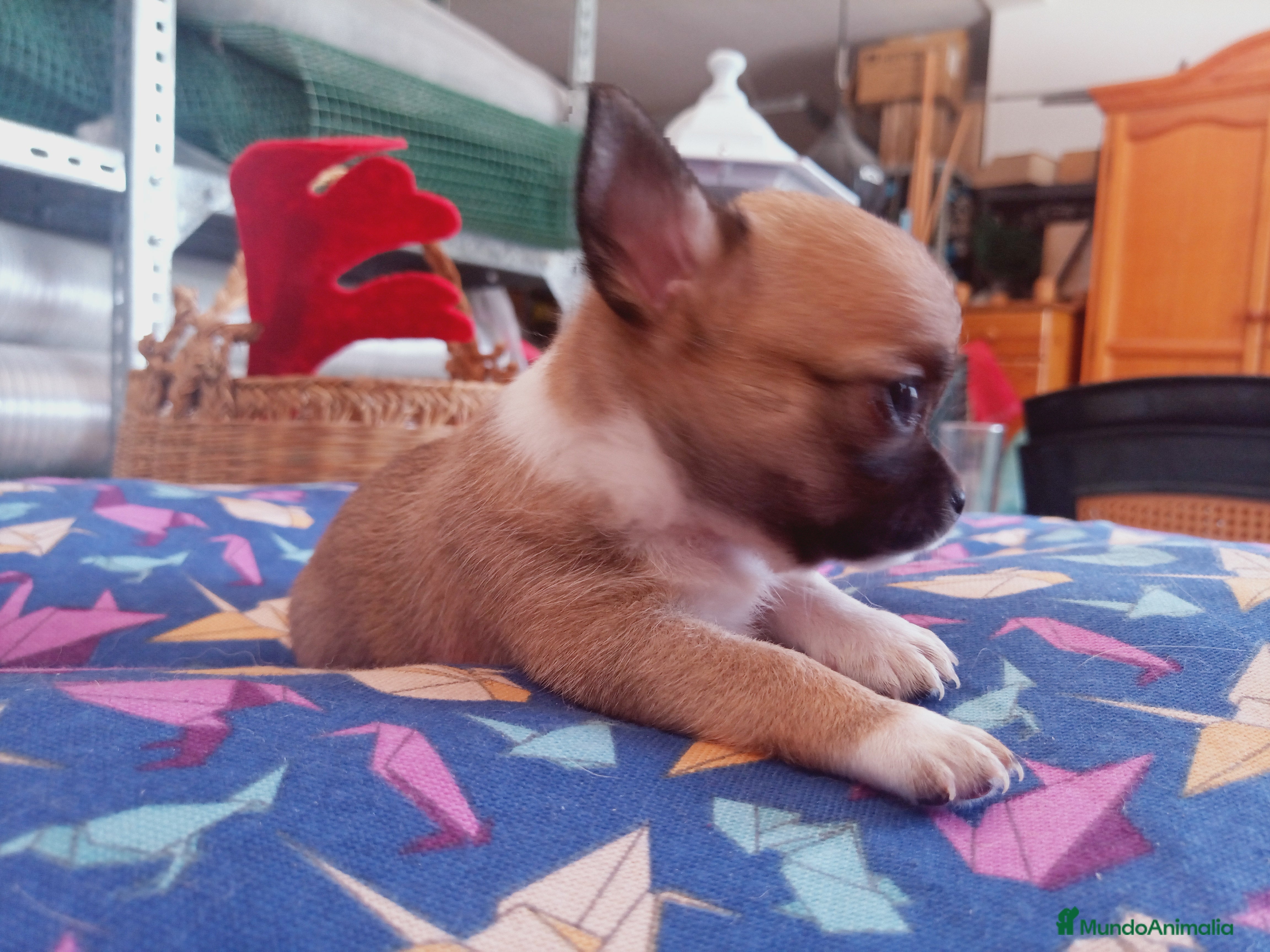 Chihuahua perros Camada Flapi Chihuahua  - Anuncio 2