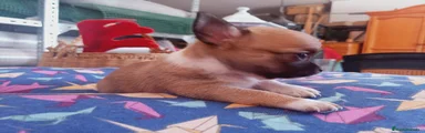 Chihuahua 3