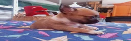 Chihuahua perros en venta: Camada Flapi Chihuahua  - Anuncio 4