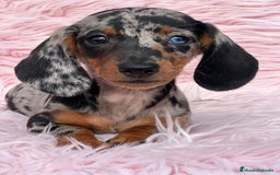 Teckel Miniatura perros en venta: Teckel arlequín Kaninchen  - Imagen 2