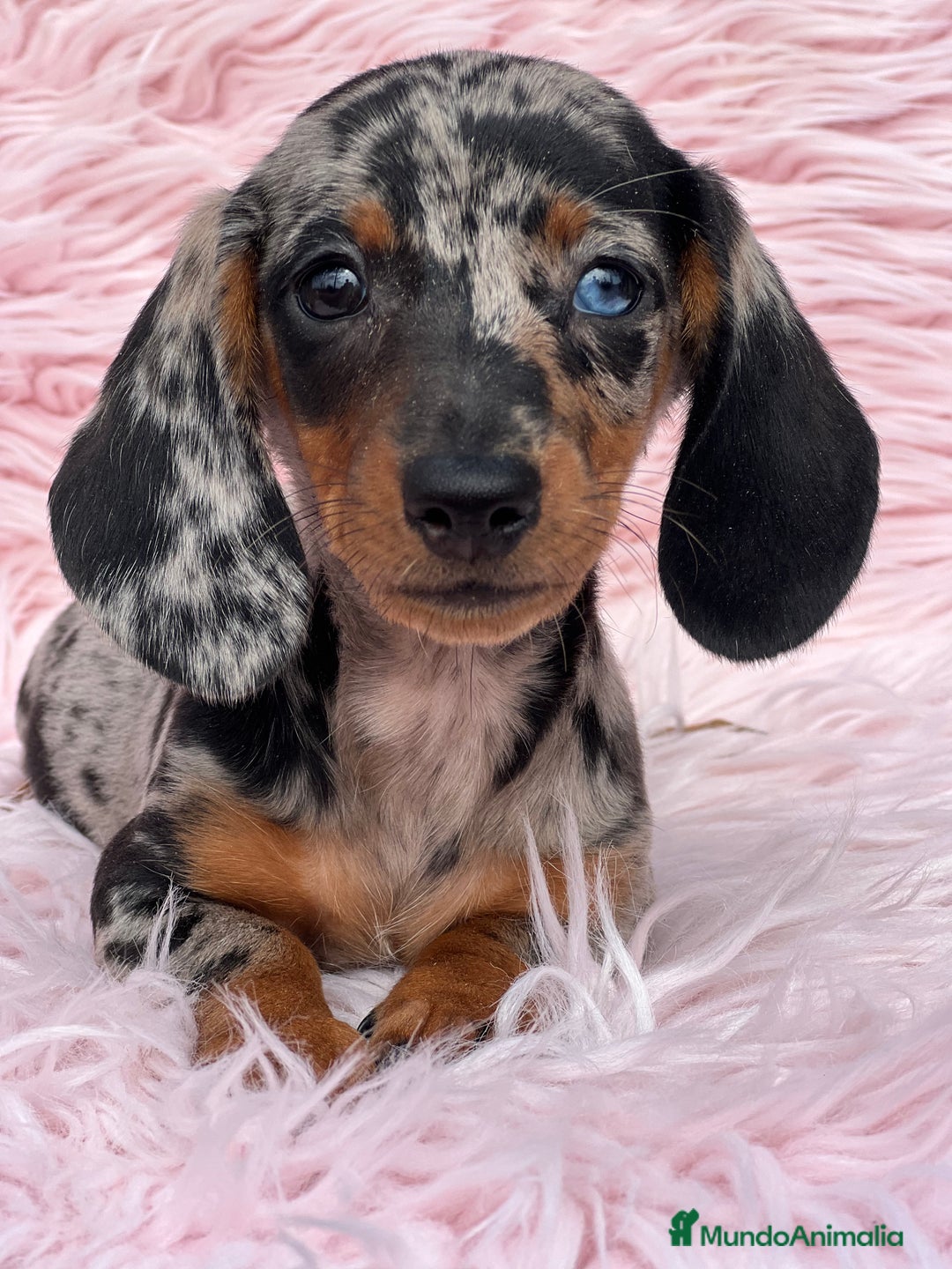 Teckel Miniatura perros en venta: Teckel arlequín Kaninchen  - Imagen 2