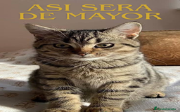 Británico de Pelo Corto gatos en venta: Gatita british shorthair (britanica pelo corto) - Imagen 7