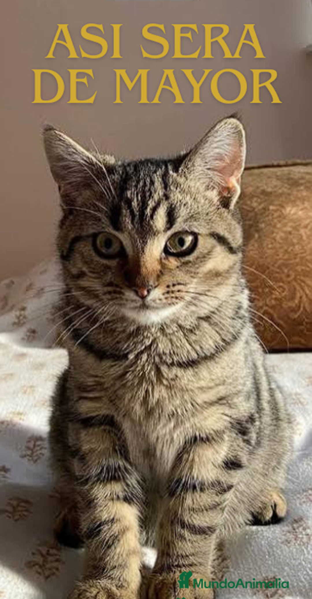 Británico de Pelo Corto gatos en venta: Gatita british shorthair (britanica pelo corto) - Imagen 7
