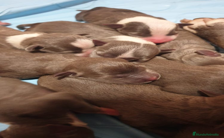 American Staffordshire-Terrier perros - Propaganda 1