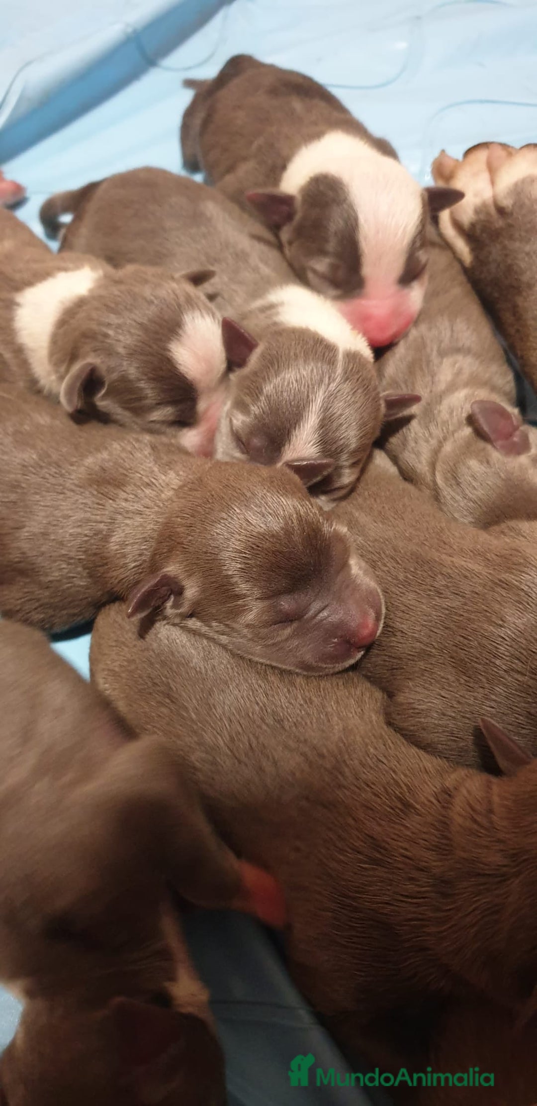 American Staffordshire-Terrier perros en venta: American Stanford  - Imagen 1