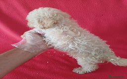 Caniche Enano perros en venta: Caniche Enano  - Imagen 3