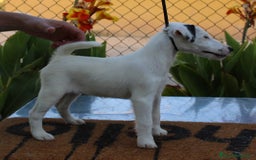 Fox Terrier de Pelo Liso perros en venta: Cachorras fox terrier pelo liso - Imagen 3