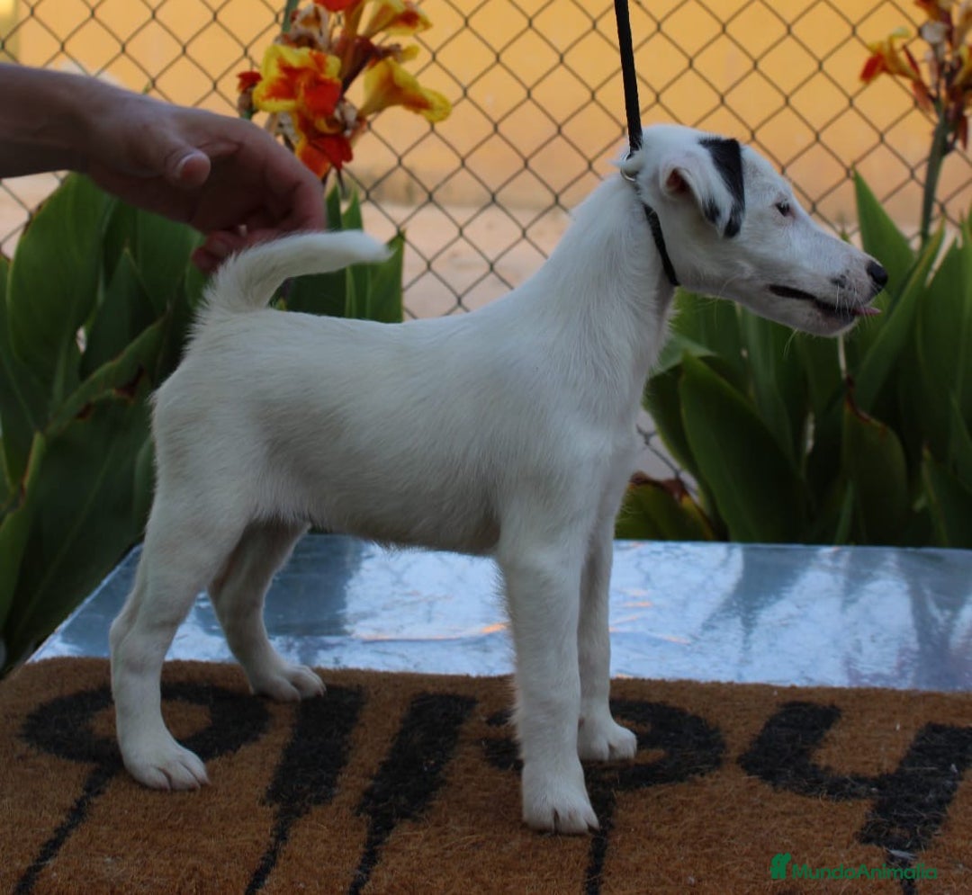 Fox Terrier de Pelo Liso perros en venta: Cachorras fox terrier pelo liso - Imagen 3