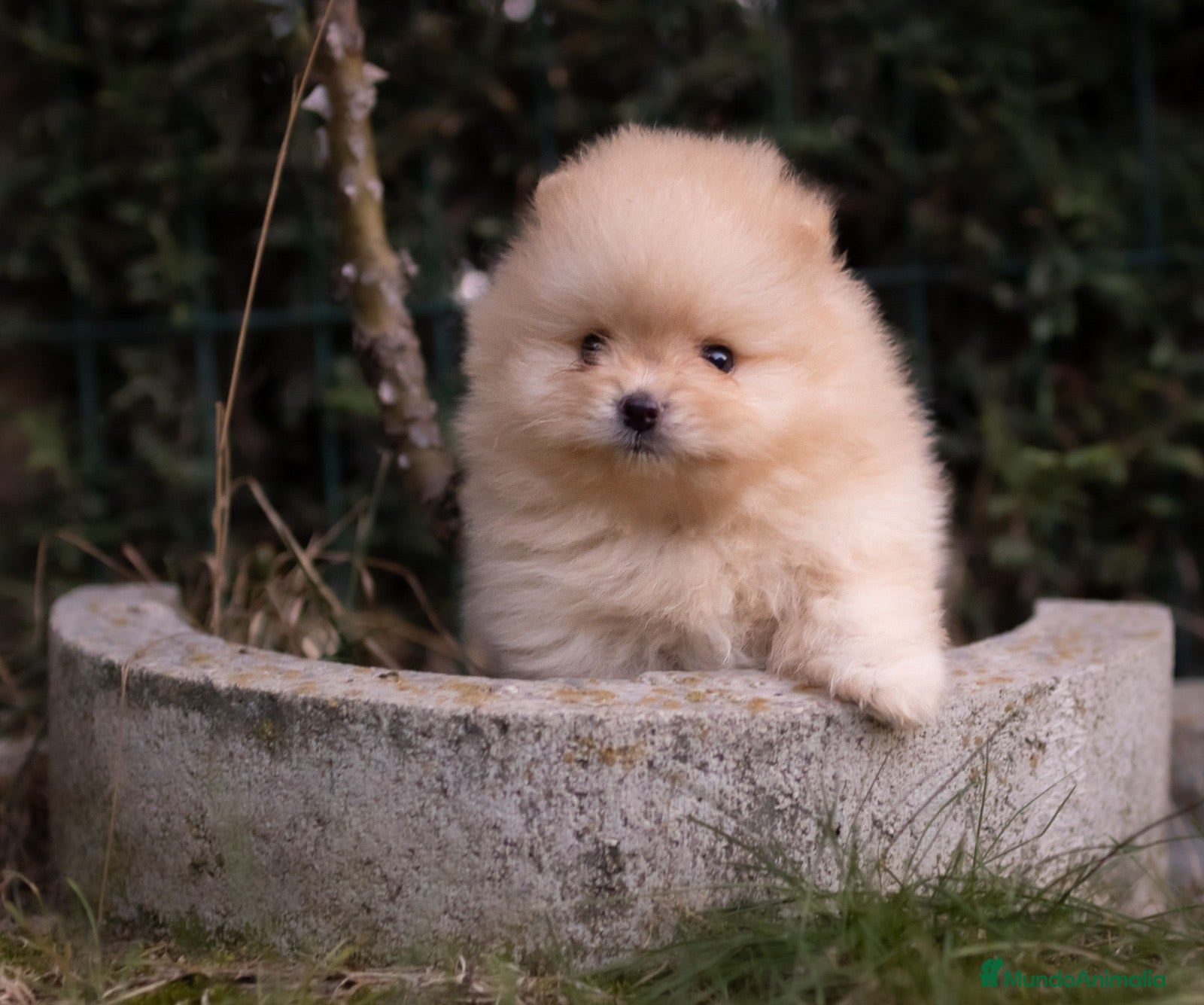 Pomerania perros Camada Pomerania toy - Anuncio 3