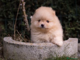 Pomerania perros Camada Pomerania toy - Anuncio 34