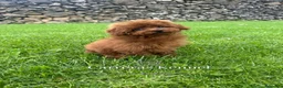 Caniche Toy perros en venta: ♥️ Auténtico Caniche TOY rojo Intenso - Anuncio 3