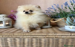 Pomerania perros en venta: Pomerania Macho listo para entregar.  - Imagen 3