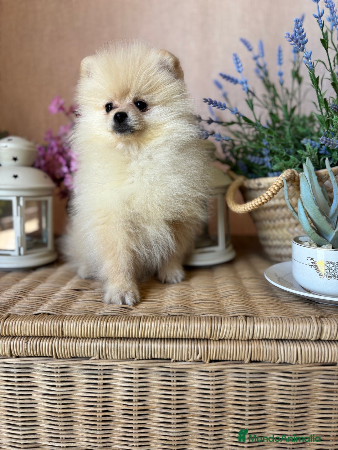 Pomerania perros en venta: Pomerania Macho listo para entregar.  - Imagen 3