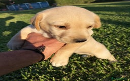 Labrador Retriever perros en venta: Labrador Retriever - Imagen 6