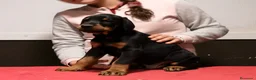 Dobermann perros en venta: Doberman  - Anuncio 3