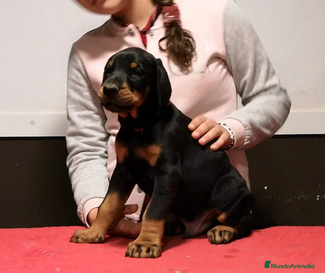 Dobermann perros en venta: Doberman  - Anuncio 3