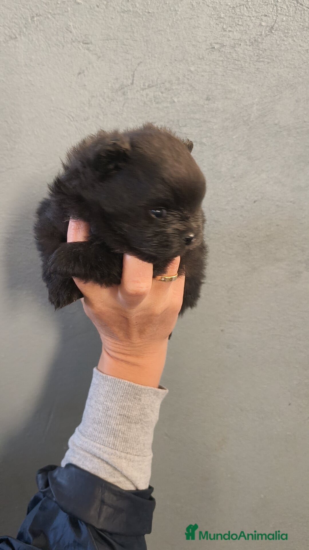 Pomerania perros en venta: Lulú Pomerania hembra  - Anuncio 6