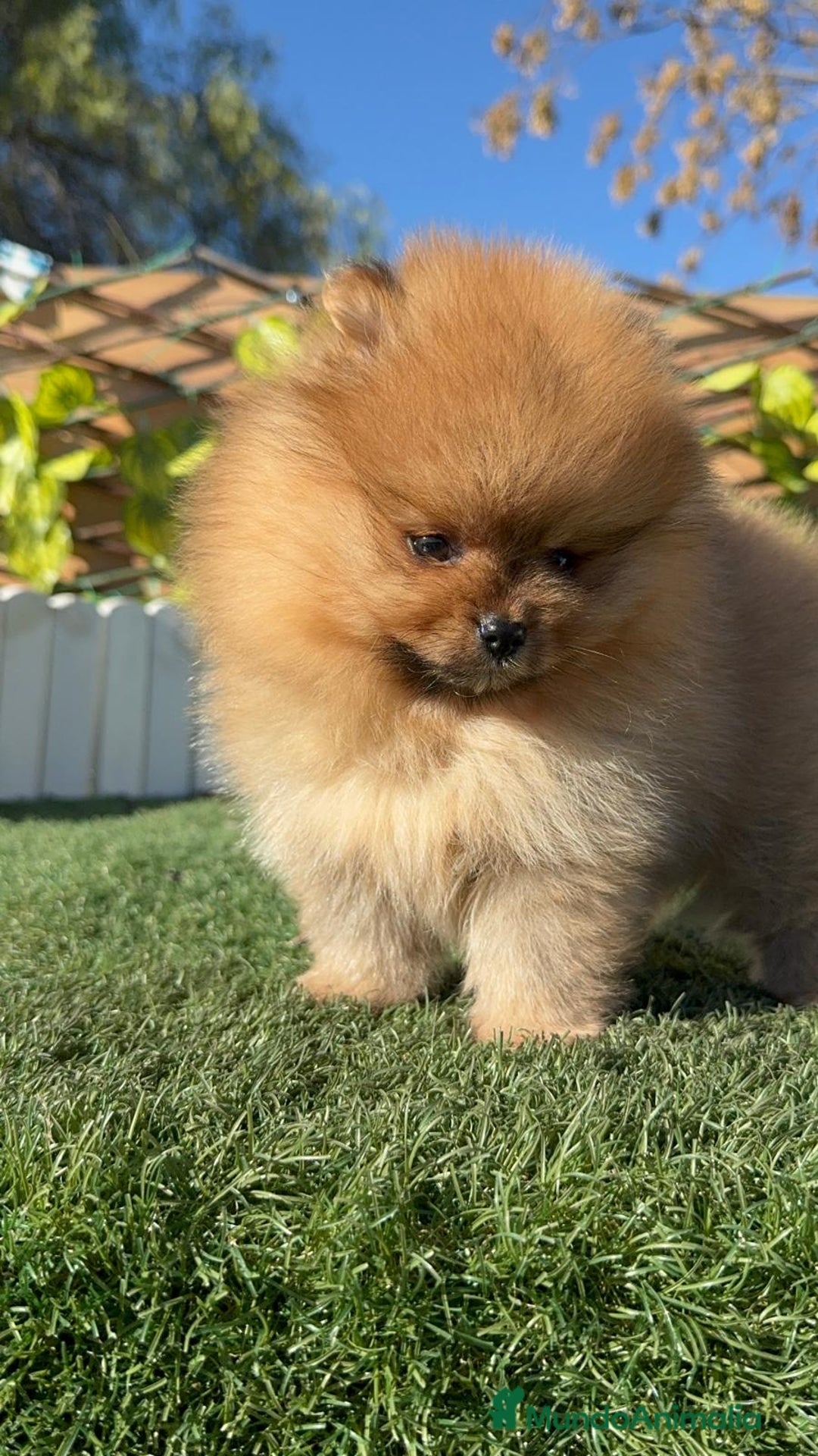 Pomerania perros en venta: POMERANIA HEMBRA CARA DE OSO - Anuncio 9