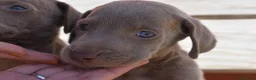 Weimaraner perros en venta: Cachorritos de Weimaraner disponibles! en Castellón - Anuncio 5