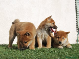 Shiba Inu perros en Madrid - Anuncio 18