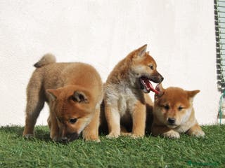 Shiba Inu perros Shiba inu del alto del pago en Madrid - Anuncio 21
