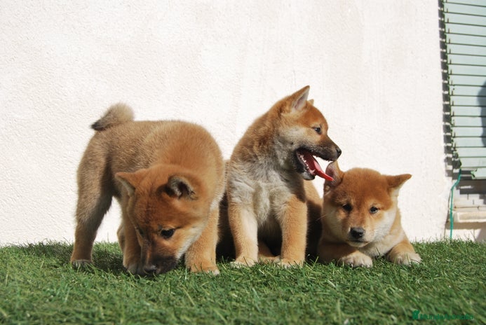 Shiba Inu perros en Madrid - Anuncio 18
