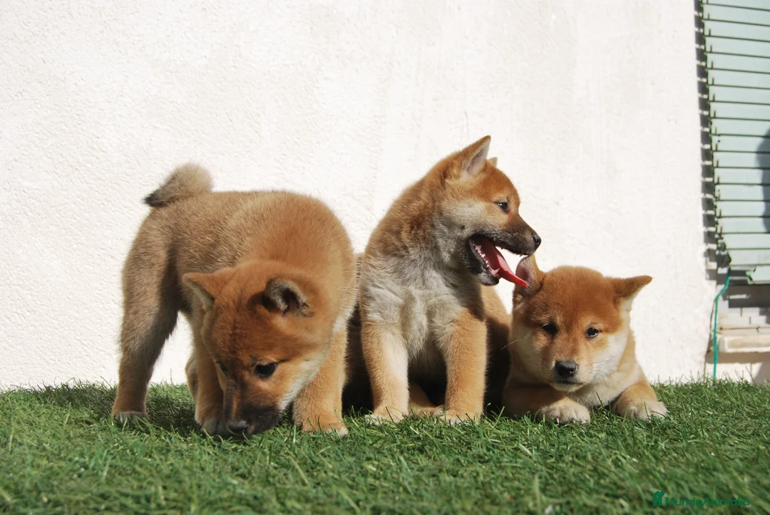 Shiba Inu perros en venta: Shiba inu del alto del pago en Madrid - Anuncio 1