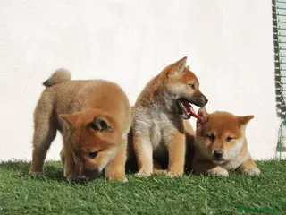 Shiba Inu perros Shiba inu del alto del pago en Madrid - Anuncio 10