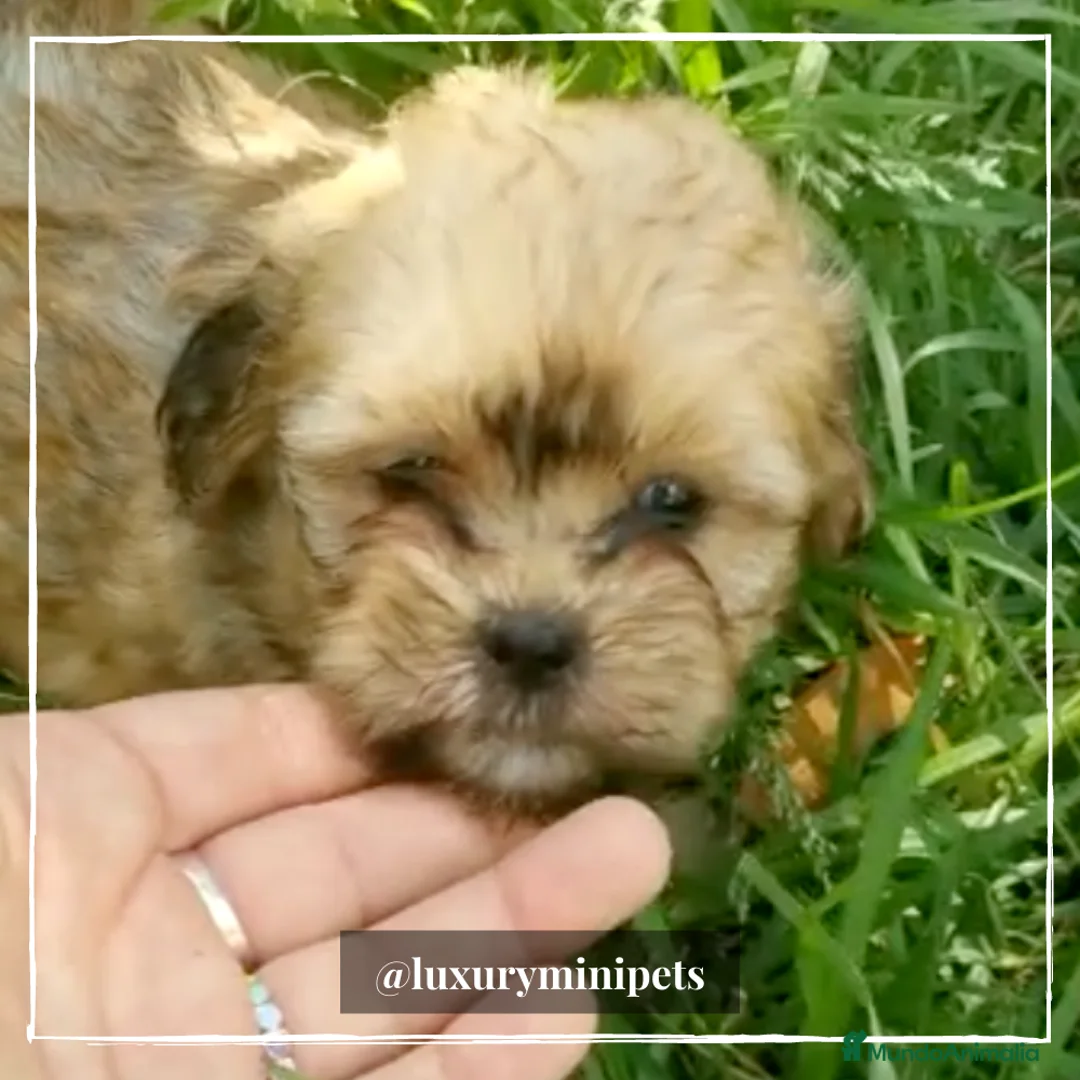 Bichón Habanero perros en venta: Camada de Bichón Habanero  en Madrid - Anuncio 3