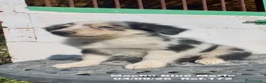 Border Collie 1