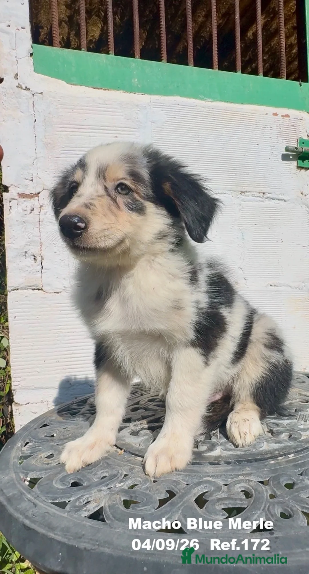 Border Collie perros en venta: Border Collie De Villa Biznaga - Anuncio 2